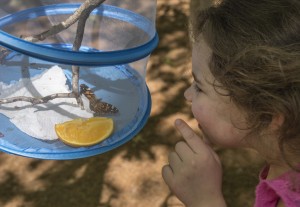 Nature play and learning